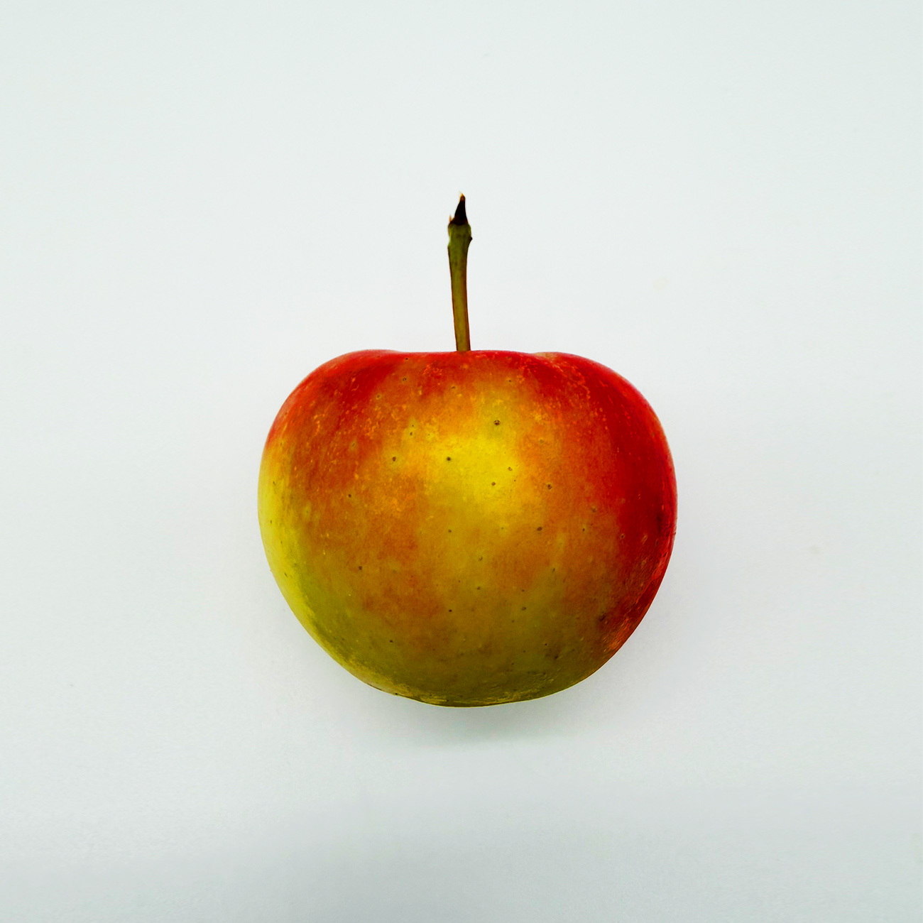 Apfel Elstar (bio)